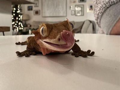Crested Gecko + Fully Established Bioactive Setup