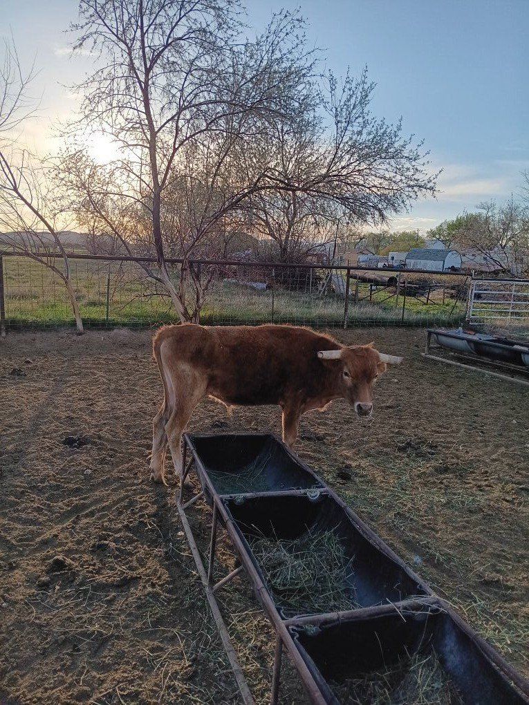 pure corriante steer