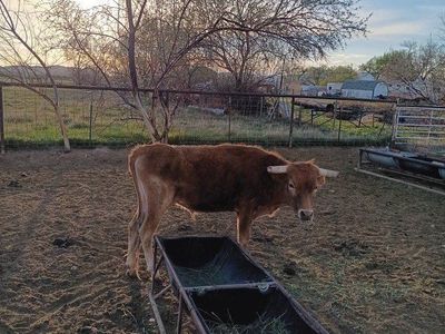 pure corriante steer