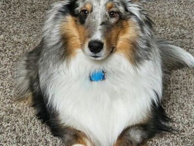 Sheltie
