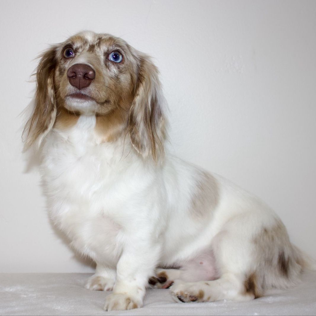 Mini Dachshund Stud