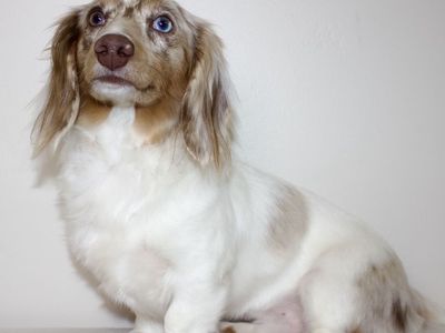 Mini Dachshund Stud