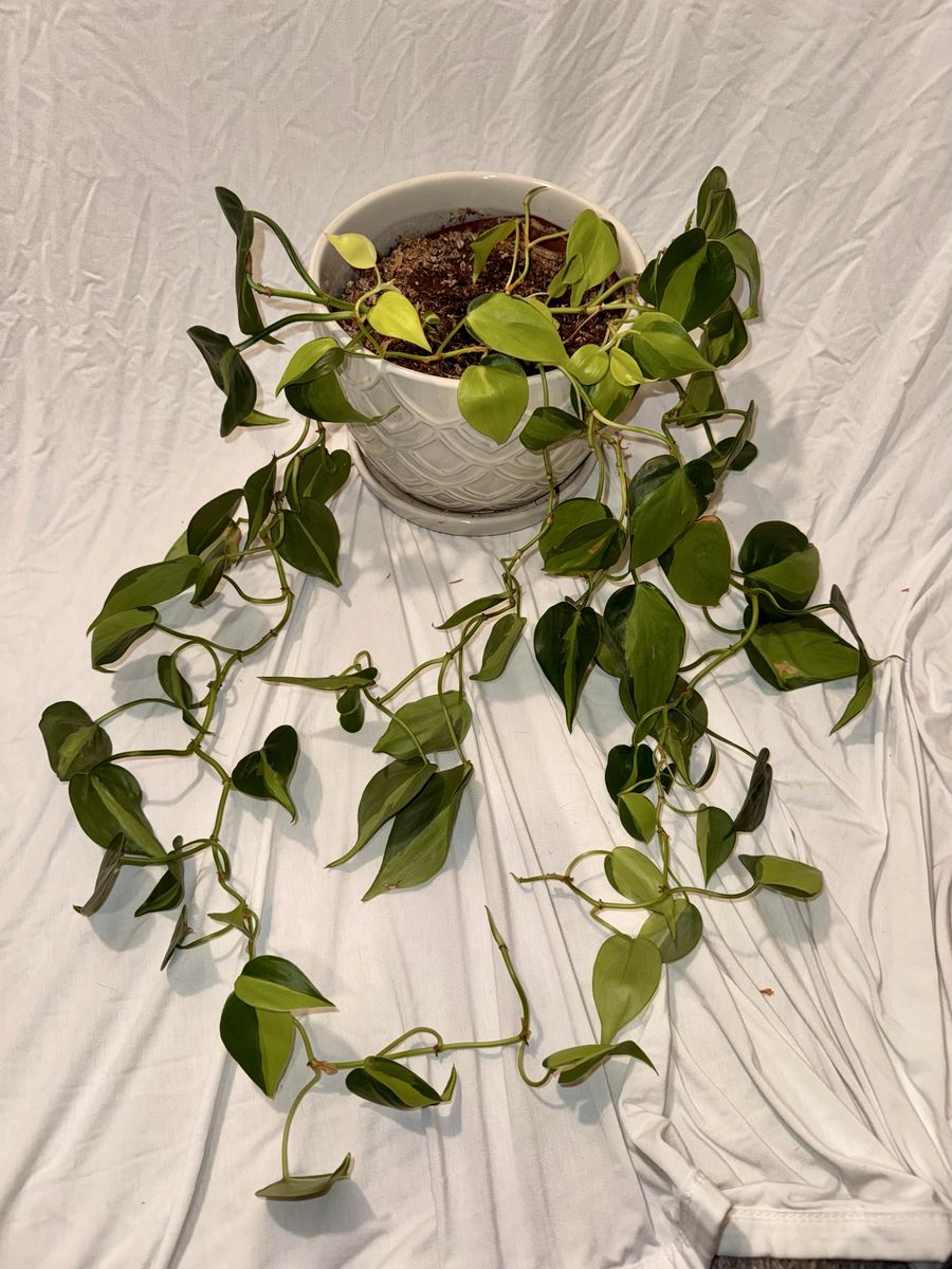 Heartleaf Philodenron