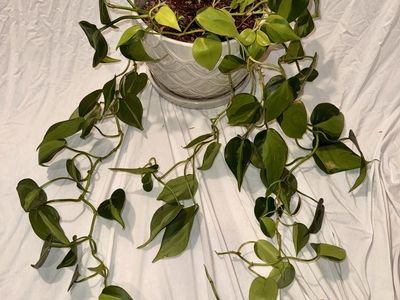 Heartleaf Philodenron