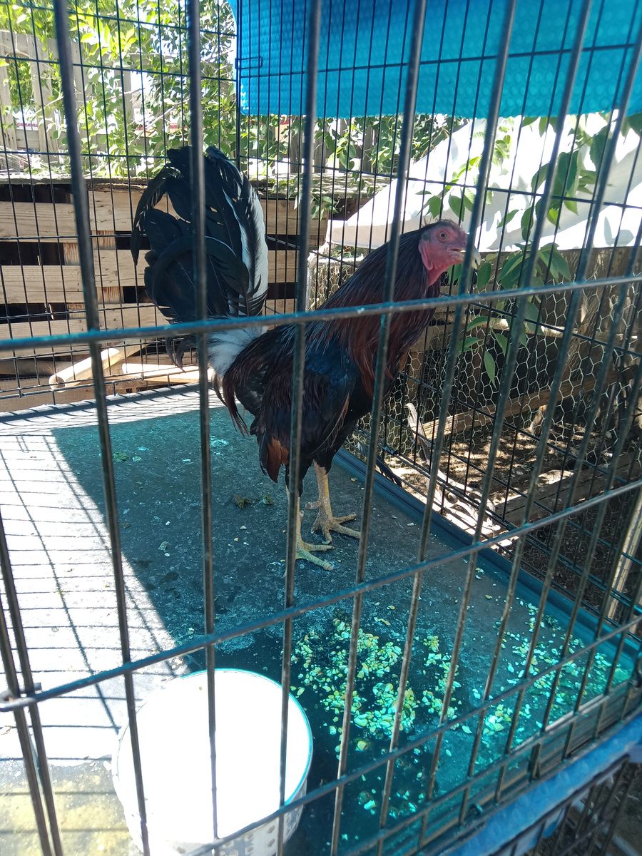 Roosters
