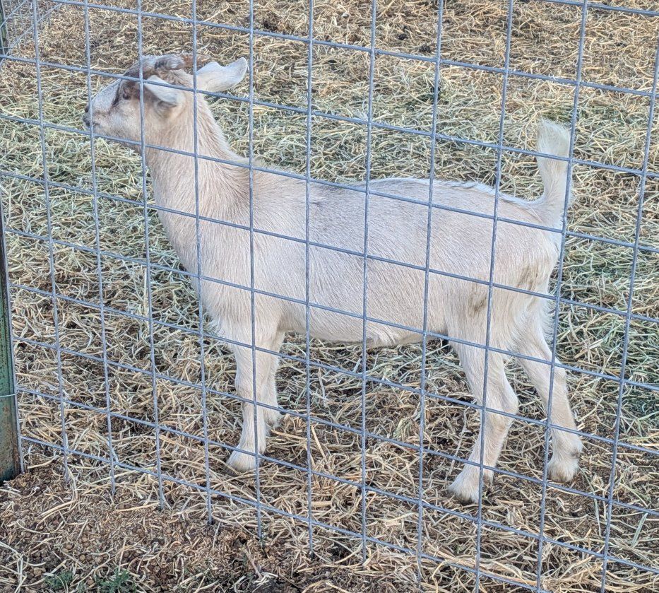 Healthy Goats for Sale - Farm Livestock