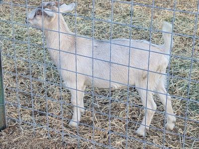Healthy Goats for Sale - Farm Livestock