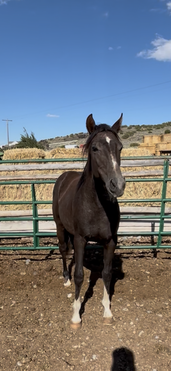 Horse (yearling filly)