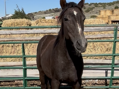 Horse (yearling filly)