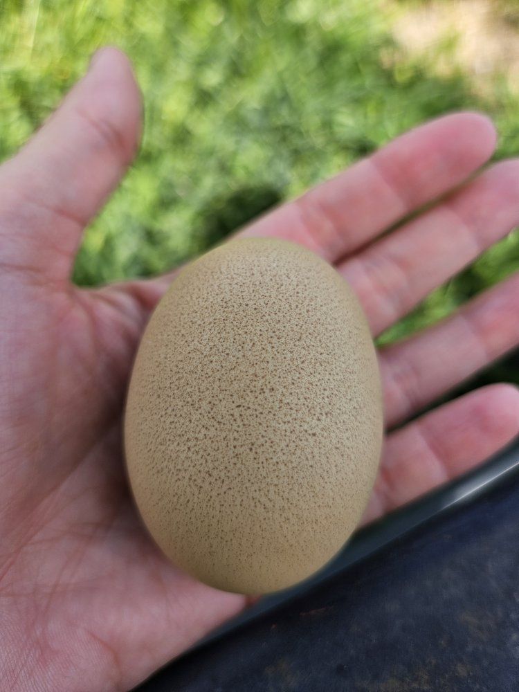 olive egger hen