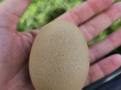 olive egger hen