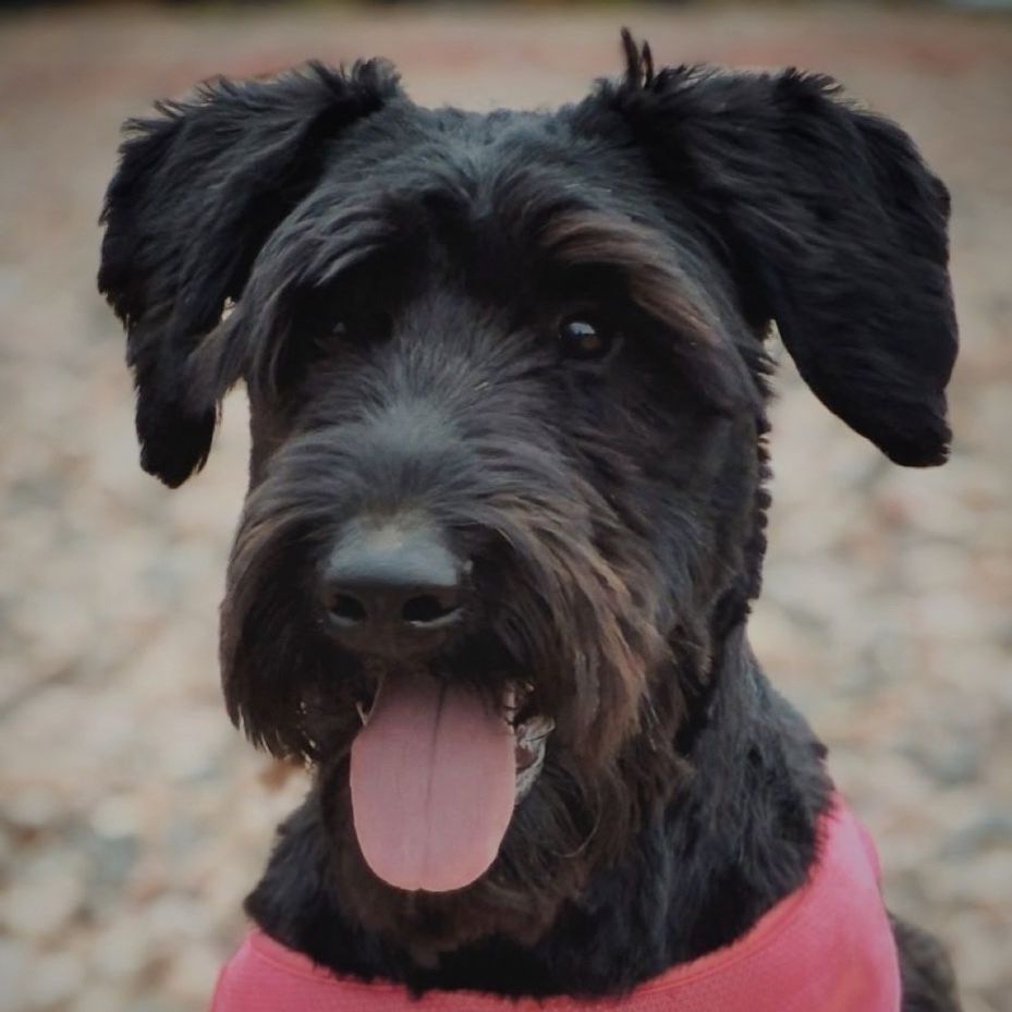 Friendly Giant Schnauzer 