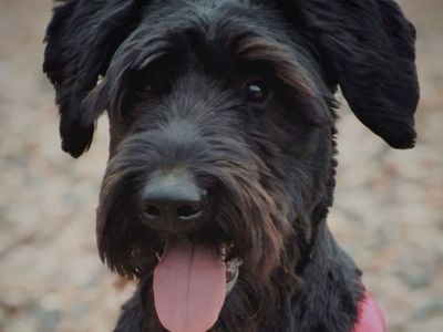 Friendly Giant Schnauzer