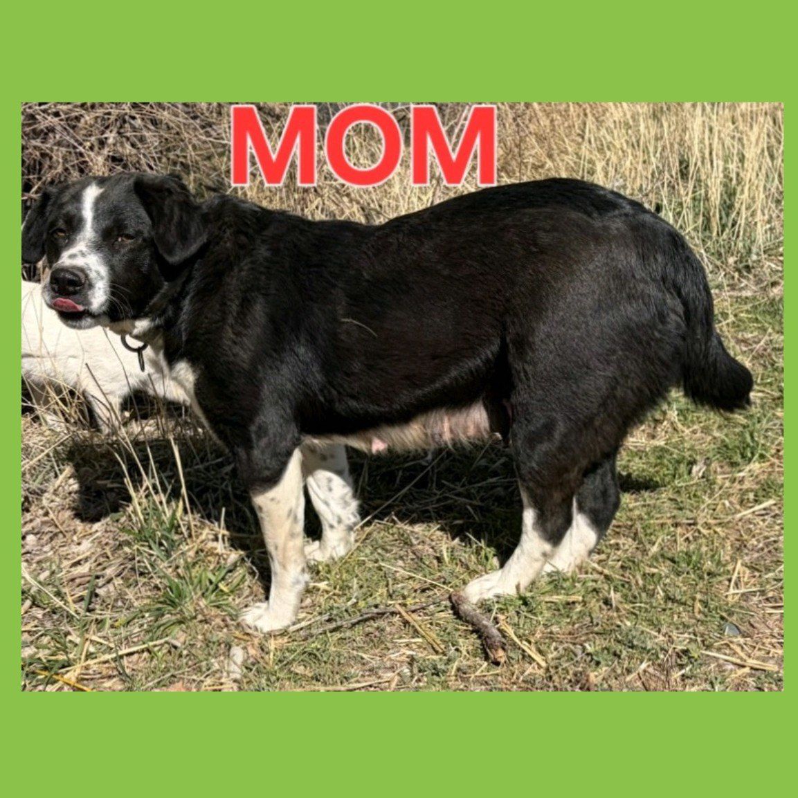 *LAST* Mini Aussie/ Golden Retriever Male Puppy