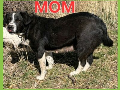 *LAST* Mini Aussie/ Golden Retriever Male Puppy