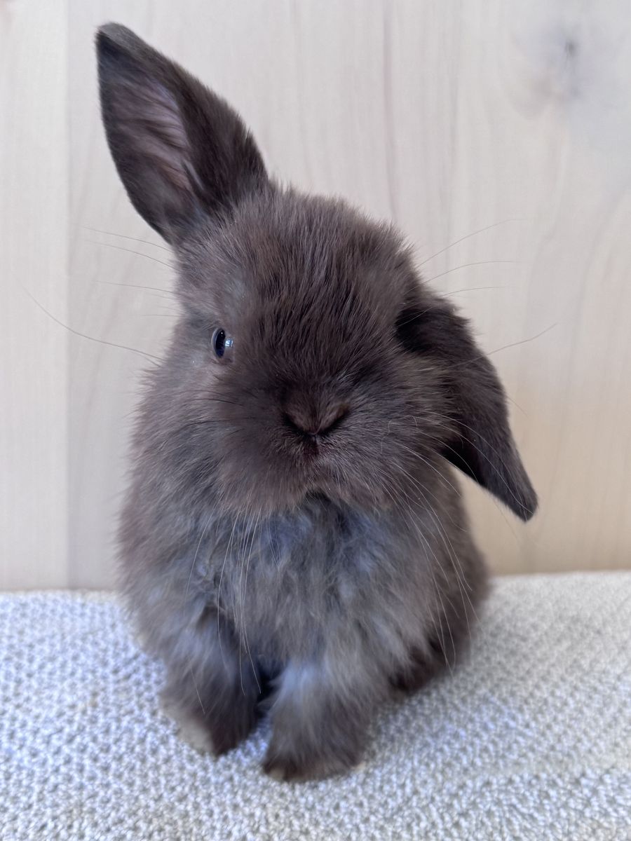 Pedigreed Holland Lop Buck