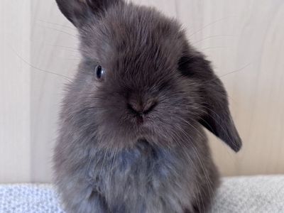 Pedigreed Holland Lop Buck