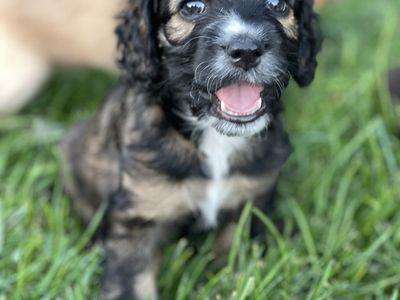 Cockapoo Cocker Spaniel Doodle