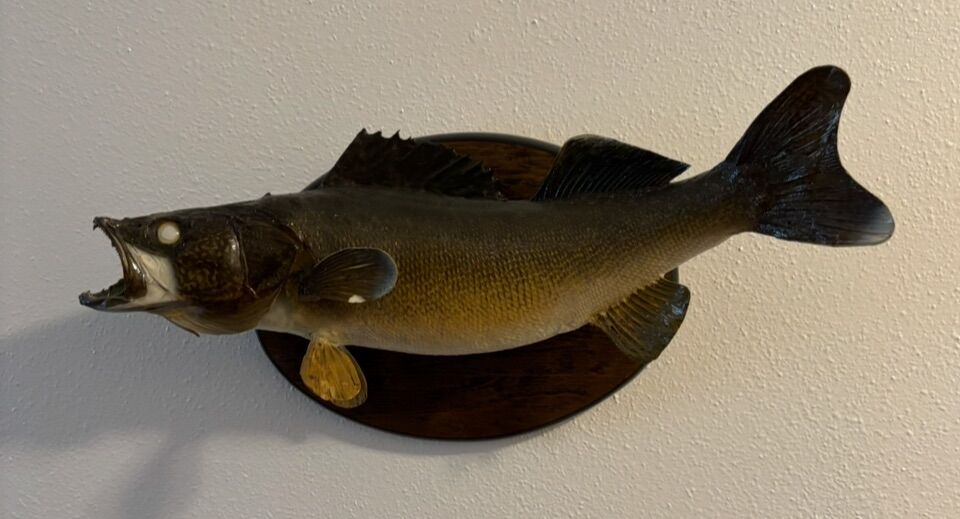 Walleye Skin Mount