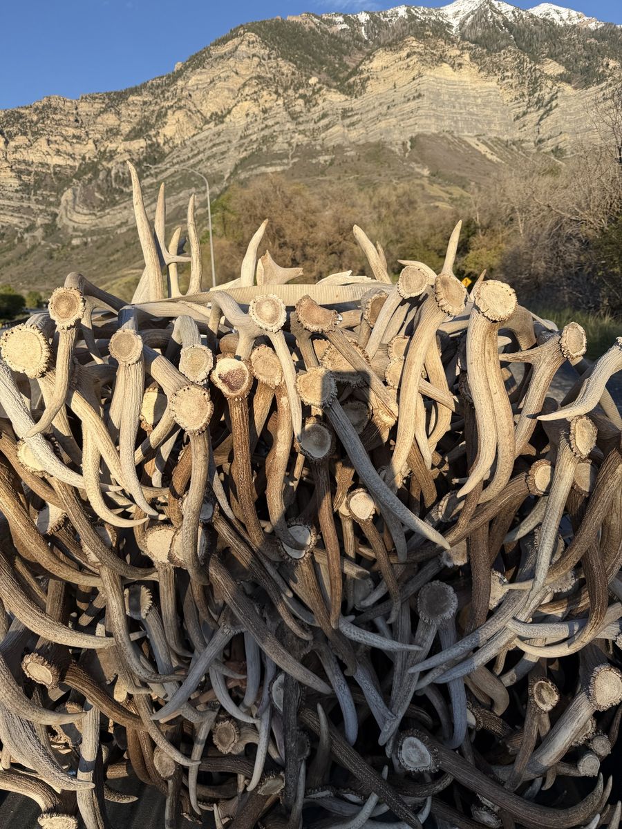 Buying Antlers