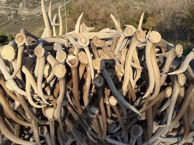 Buying Antlers