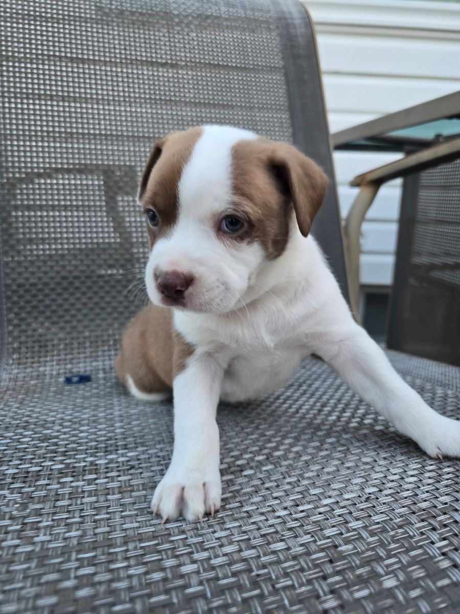 Maltese Pitbull Mix Puppies