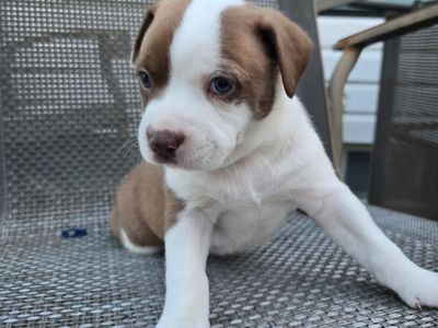 Maltese Pitbull Mix Puppies