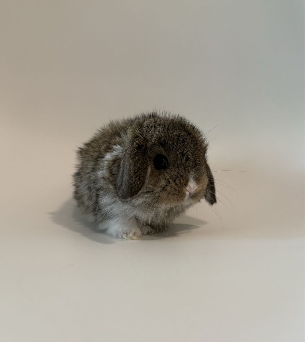 Main image 6