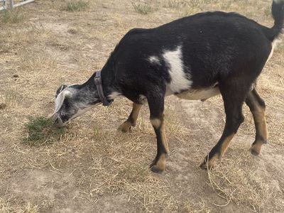 Nubian Buckling