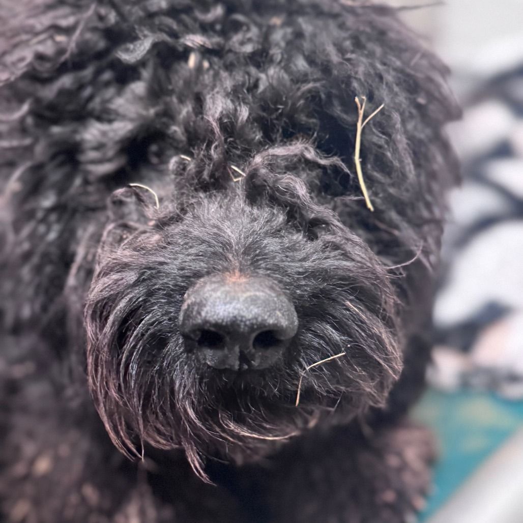 Hello my name is Grumkins