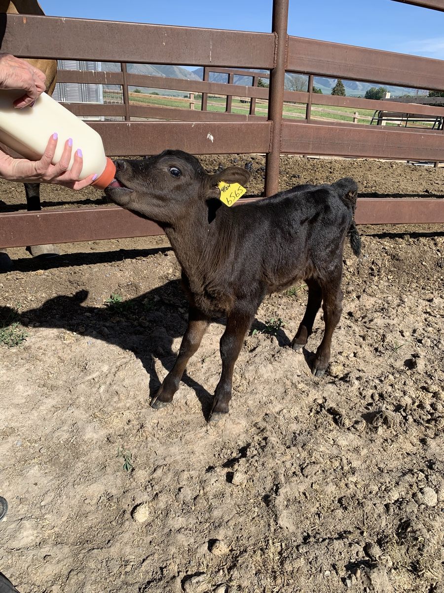 Full Black Angus calves