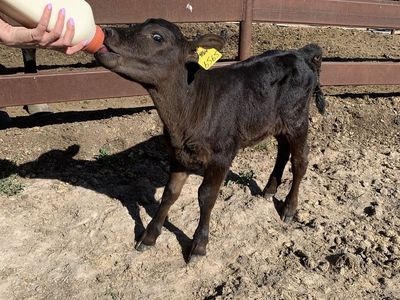 Full Black Angus calves
