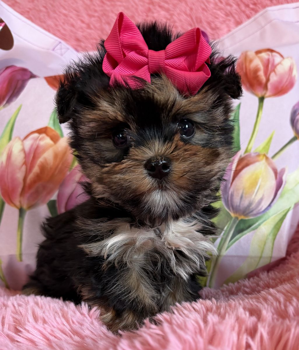 Adorable Little Purebred Yorkie Girl Yorkies
