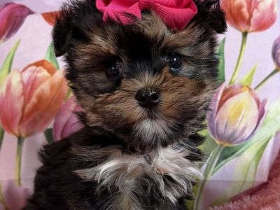 Adorable Little Purebred Yorkie Girl Yorkies