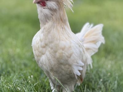 Free - Crested Polish Rooster