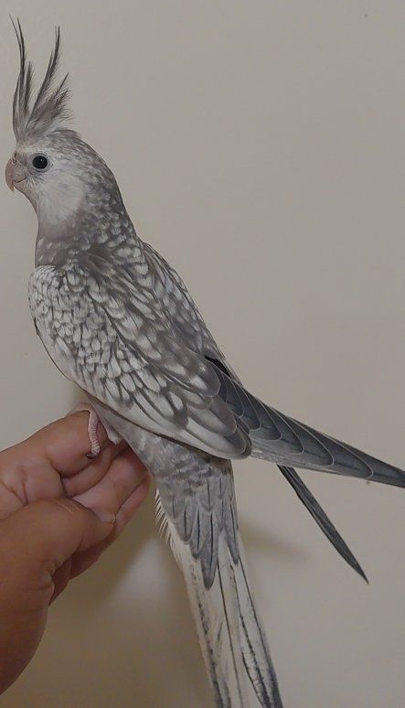 Tame Baby Cockatiels