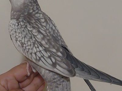 Tame Baby Cockatiels