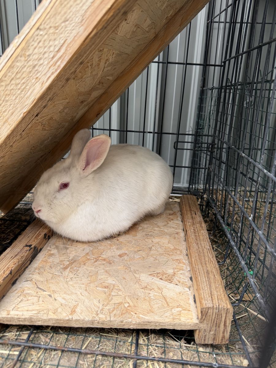 FREE Pet Rabbit