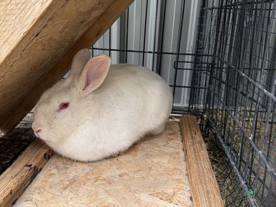 FREE Pet Rabbit