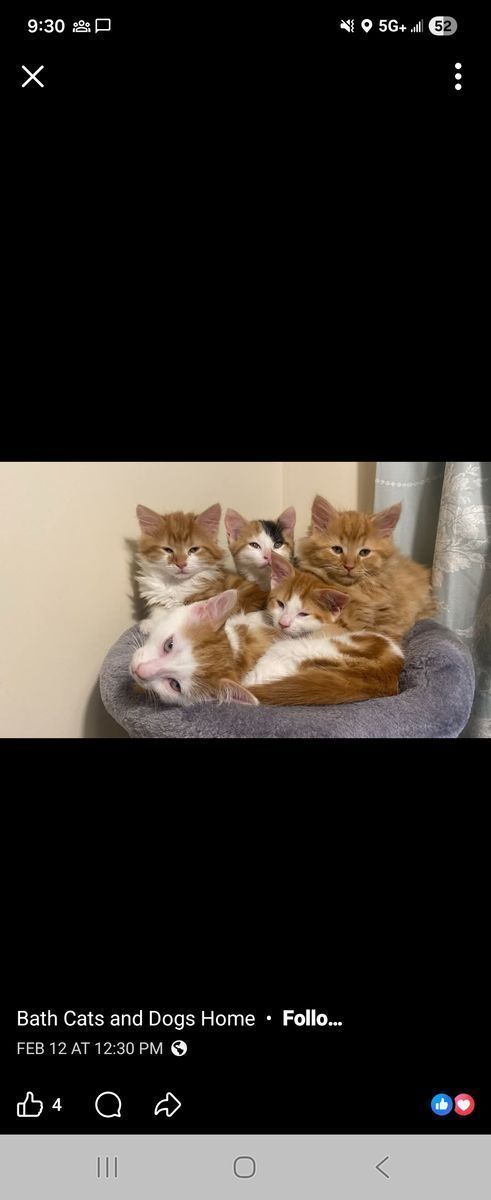 1/2 Ragdoll 1/2 Main coon kittens