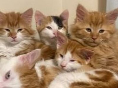 1/2 Ragdoll 1/2 Main coon kittens