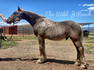 Silver Dapple 75% Friesian x Belgian/gypsy