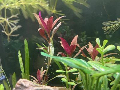 Cardinal Alternanthera Reineckii