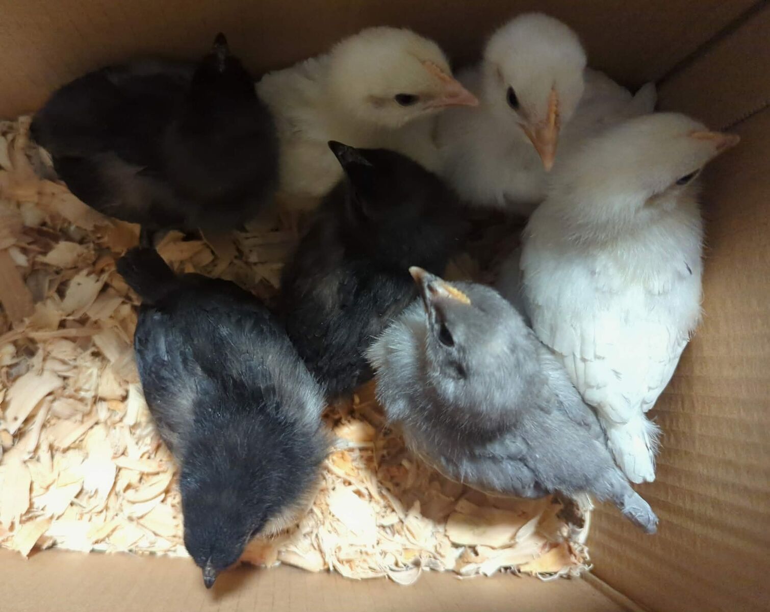 Ayam Cemani and BYM Chicks