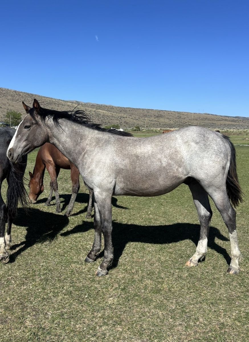 AQHA halter broke yearling gelding