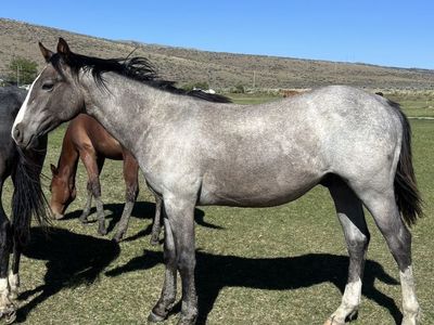 AQHA halter broke yearling gelding