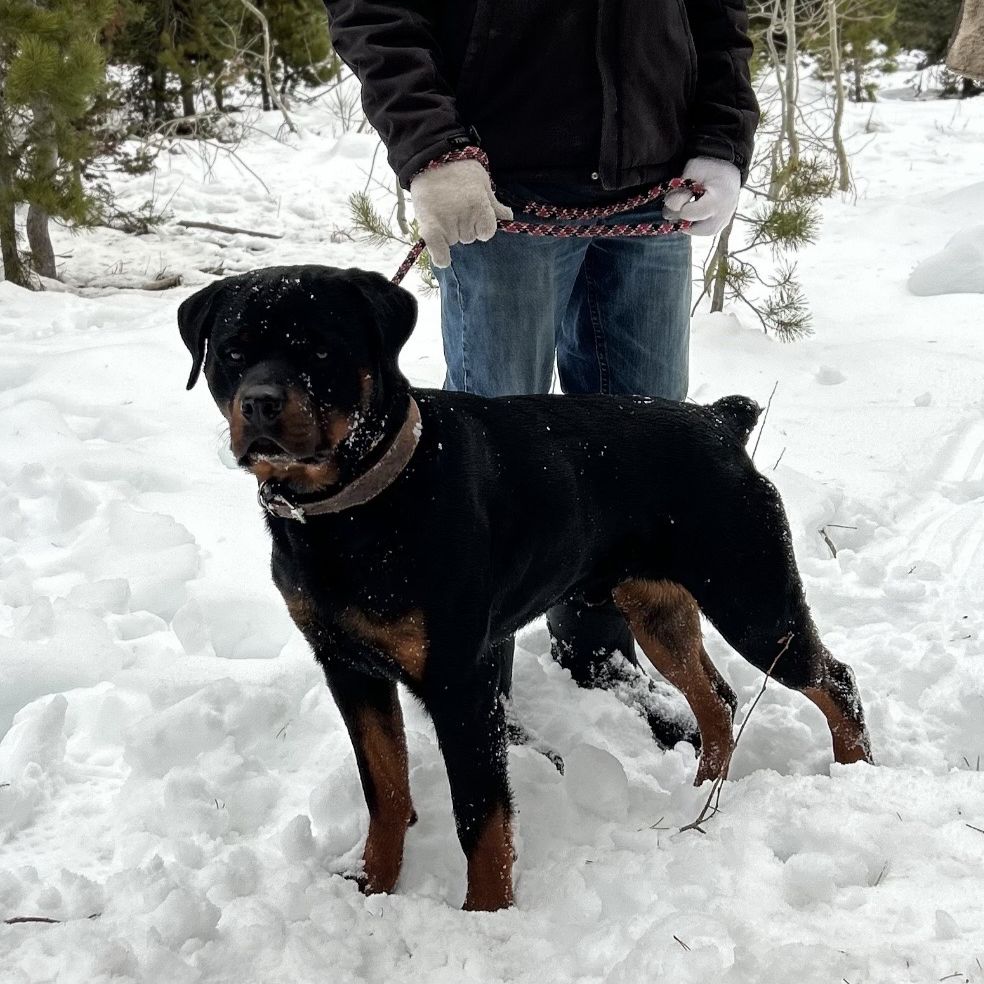 AKC Rottweiler