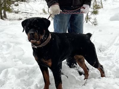 AKC Rottweiler