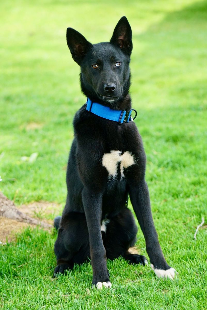 Meet Lachlan – Your Next Adventure Buddy!