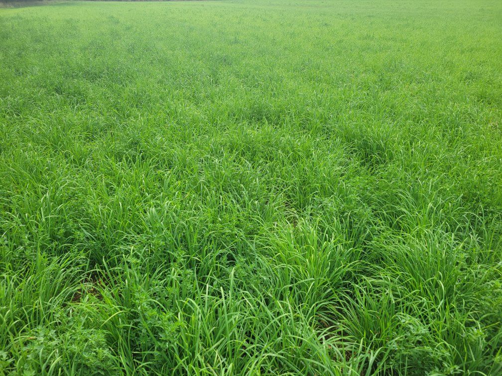 Grass Alfalfa mix 